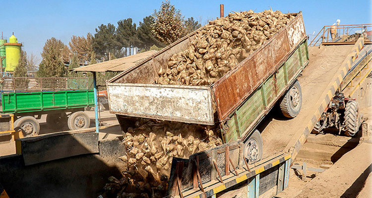 برداشت چغندر و ارسال به کارخانه 